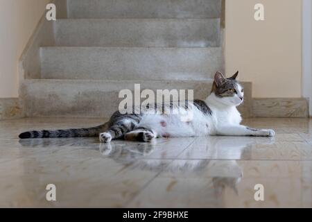 Mère chat s'étirant sur un sol frais jours après avoir donné naissance à quatre chatons (qui ont finalement laissé son repos pendant une minute pendant qu'ils dorment) Banque D'Images