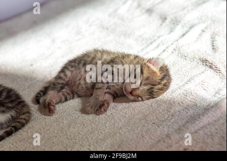 Un chaton nouveau-né se couche au soleil avec un ventre plein de lait Banque D'Images