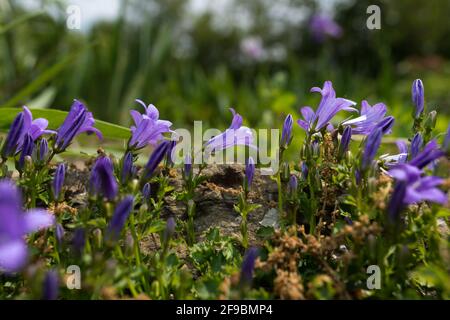 campanula rapunculus, rampion bellflower, rampion, rover bellflower, raiponce fleurs dans un jardin Banque D'Images