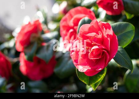 Rouge vif Camellia japonica fleur fleurir sur les feuilles vertes fond dans le soleil rayons lumières. Concept d'amour avec place pour le texte. Banque D'Images