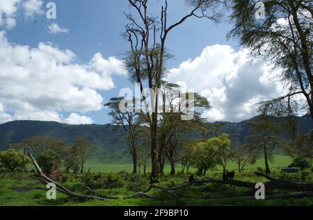 Cratère de Ngorongoro en Tanzanie Banque D'Images