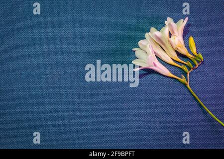 Un alba jaune de Freesia sur une texture de toile rustique de couleur bleue tissée Banque D'Images