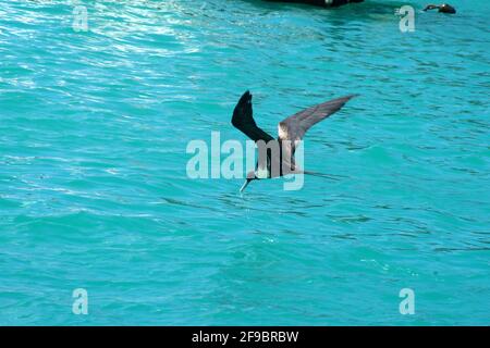 Magnifique figatebird (Fregata magnifiens) écumant pour les poissons dans le port de Puerto Lopez, île de Santa Cruz, Galapagos, Equateur Banque D'Images