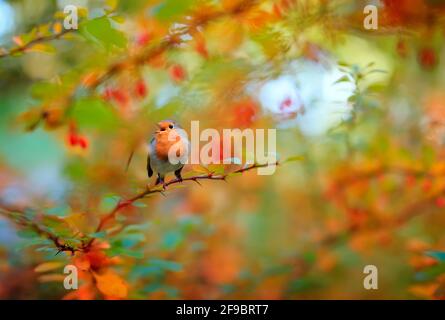 un oiseau rouge-gorge brillant se trouve sur une branche de barberry dans un jardin d'automne au milieu du feuillage doré Banque D'Images