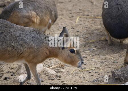 Capybara dans un parc naturel et réserve animale, situé dans la Sierra de Aitana, Alicante, Espagne. Vue Banque D'Images