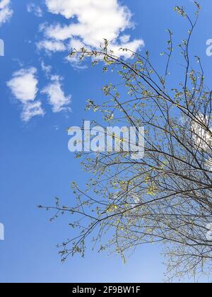 Des arbres en fleurs contre un ciel bleu de printemps et des nuages blancs. Vue de dessous. Banque D'Images