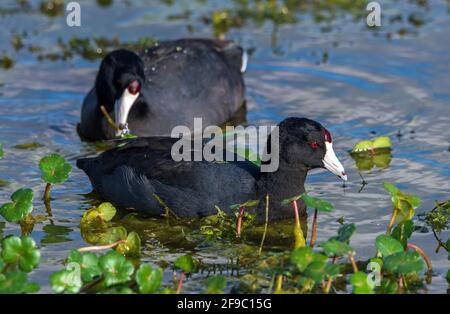 Cuisine américaine, aussi appelé canard de boue, natation et alimentation Banque D'Images