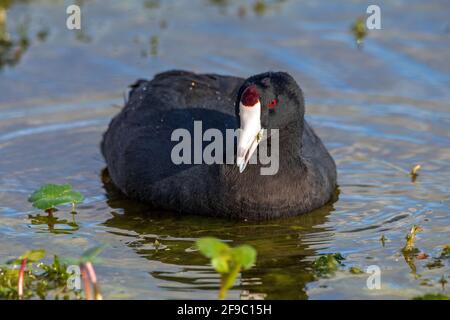 Cuisine américaine, aussi appelé canard de boue, natation et alimentation Banque D'Images