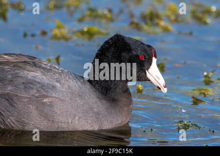 Cuisine américaine, aussi appelé canard de boue, natation et alimentation Banque D'Images