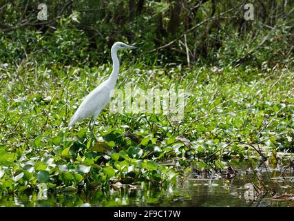 Mue blanche d'aigrette rouge, Egretta rufescens, grand oiseau, faune, nature, Animaux, zones humides, parc national du lac Kissimmee, Floride, lac Wales, FL, spr Banque D'Images