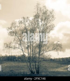 bouleau sans feuilles dans un paysage de bruyère Banque D'Images