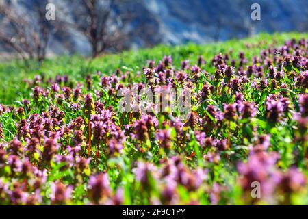 Fleurs sauvages colorées poussant sur la prairie . Floraison du début du printemps Banque D'Images