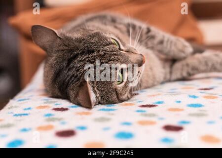 Le tabby beige de maquereau avec les yeux verts se détend sur le canapé et regardant loin, animaux de compagnie, thème d'animaux Banque D'Images