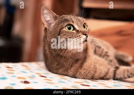 Le tabby beige de maquereau avec les yeux verts se détend sur le canapé et regardant loin, animaux de compagnie, thème d'animaux Banque D'Images