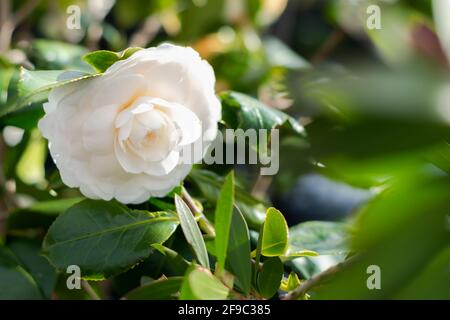 Fleur de camélia blanc brillant en pleine floraison avec lumière du soleil, printemps. Mise au point sélective. Banque D'Images