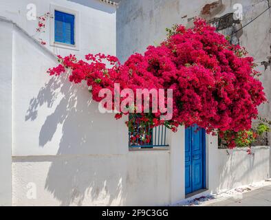Un bougainvilliers en face d'une maison blanche traditionnelle dans l'île de Spetses, en Grèce. Banque D'Images