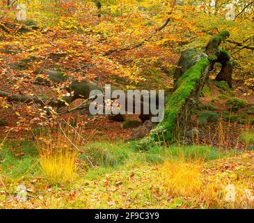 Hêtre déchu dans les bois d'automne Banque D'Images