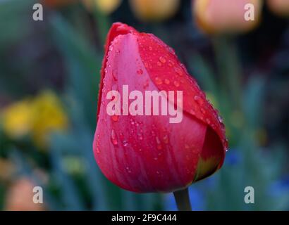 gros plan tulipe rouge vif avec gouttes de pluie au jardin gibbs in géorgie Banque D'Images