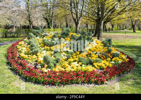 Exposition florale colorée avec fleurs printanières dans un lit de fleurs à Eastrop Park, Basingstoke, Hampshire, Royaume-Uni. Avril 2021 Banque D'Images