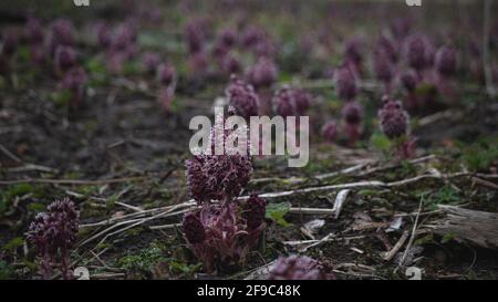 Fleurs de butterbur rose (Petasites hybridus) sur la prairie - c'est médique Banque D'Images