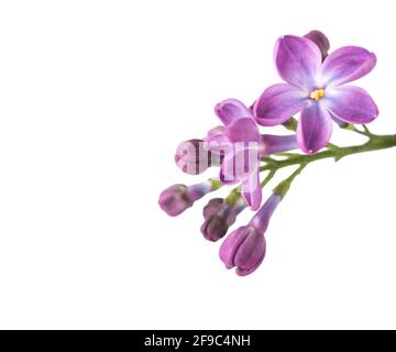 Petites fleurs de lilas isolées sur fond blanc. Faible profondeur de champ. Mise au point sélective. Banque D'Images