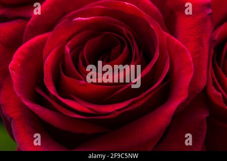 Arrière-plan rouge rose vif. Bouquet de roses fraîches Banque D'Images