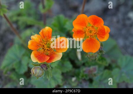 Geum coccineum 'Reine de l'Orange' en fleur au printemps du Royaume-Uni Banque D'Images