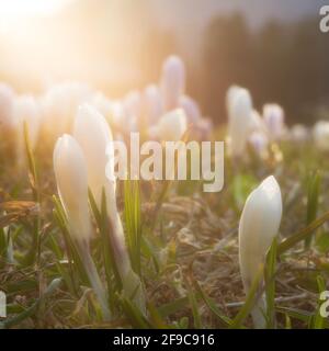 fleurs de crocus de printemps blanches dans la lumière du soir Banque D'Images