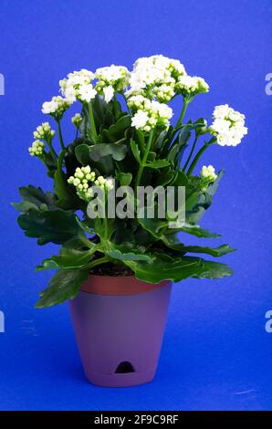 Plante en pot de Kalanchoe qui fleurit avec des fleurs blanches. Studio photo Banque D'Images