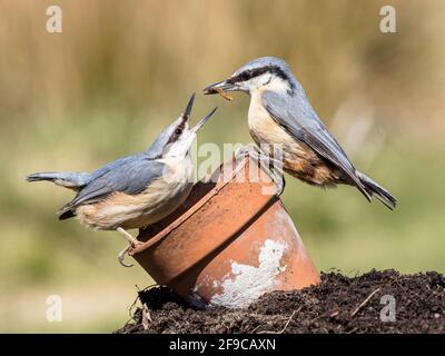 Aberystwyth, Ceredigion, pays de Galles, Royaume-Uni. 16 avril 2021. Par une journée ensoleillée au printemps, au milieu du pays de Galles, une paire de nuthatches se courtent. Le mâle passe un cadeau de nourriture à la femelle. Credit: Phil Jones/Alamy Live News Banque D'Images