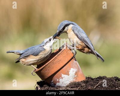 Aberystwyth, Ceredigion, pays de Galles, Royaume-Uni. 16 avril 2021. Par une journée ensoleillée au printemps, au milieu du pays de Galles, une paire de nuthatches se courtent. Le mâle passe un cadeau de nourriture à la femelle. Credit: Phil Jones/Alamy Live News Banque D'Images