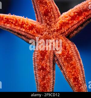Vue rapprochée de la surface orale (inférieure) d'une étoile de mer rouge dans l'aquarium. Banque D'Images