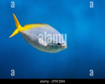 Le fusilier à queue jaune rouge (Caesio Cuning) nage dans l'aquarium. Banque D'Images