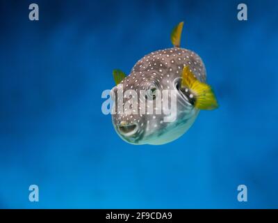 Le souffleur à pois blancs (Arothron hispidus) se dirige vers la caméra de l'aquarium. Banque D'Images