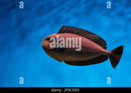 La monocornfish de Bignose (Naso vlamingii) nage dans l'aquarium. Banque D'Images