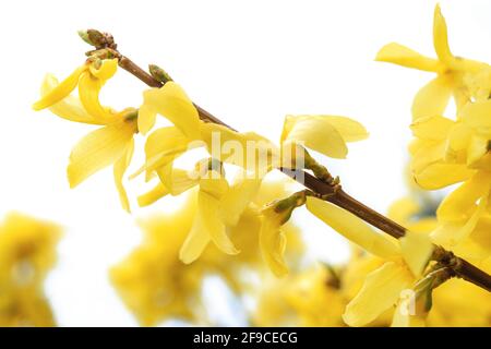 Magnifiques fleurs de forsythia jaune en gros plan sur W blanc arrière-plan Banque D'Images