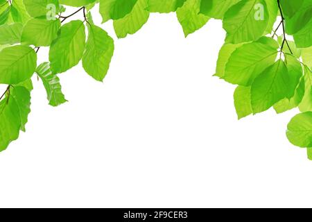Modèle écologique printemps - branches de hêtre vert vif arbre isolé sur fond blanc avec espace de copie Banque D'Images