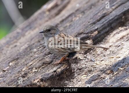 Dunnock Royaume-Uni; Un dunnock, appelé Bruant de haies ou de haies, Prunella modularis, un petit oiseau de jardin commun au Royaume-Uni Banque D'Images