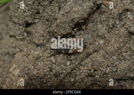 Gros plan d'un petit insecte plat commun (pression d'Aradus) sur le sol Banque D'Images