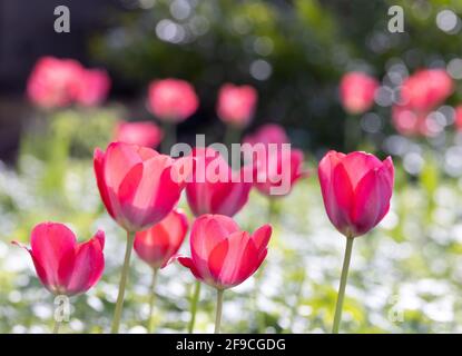 Tulipes rouges Royaume-Uni; tulipes rouges rétroéclairées fleurissant dans un jardin britannique au printemps, Suffolk Angleterre Royaume-Uni Banque D'Images