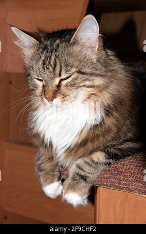 Un chat nommé Crimea dort sur un tabouret de cuisine. Un chat endormi. Yeux fermés d'un chat. Banque D'Images