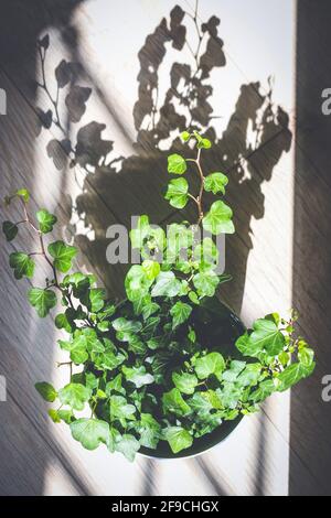 Ivy vert en pot de fleur sur plancher de bois ensoleillé avec ombre vive Banque D'Images