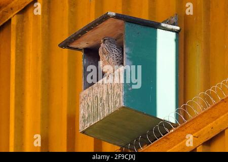 Wolverhampton, Angleterre, le 17 avril 2021. Un oiseau dans le stade lors du match de la Premier League à Molineux, Wolverhampton. Le crédit photo devrait se lire: Andrew Yates / Sportimage Banque D'Images