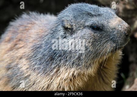 Portrait d'un Marmot (Marmota marmota) Banque D'Images