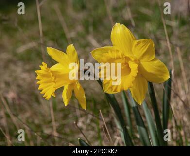 Narcisse Carlton. Daffodil, dans les bois de Suède Banque D'Images