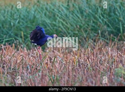 Cyphan (Porphyrio porphyrio viridis) adulte en vol bas au-dessus du marais en fin de soirée Kratie, Cambodge Janvier Banque D'Images