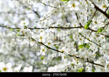 Carniolan miel abeille collecte des goodies Banque D'Images