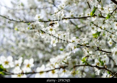 Carniolan miel abeille collecte des goodies Banque D'Images