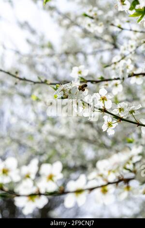 Carniolan miel abeille collecte des goodies Banque D'Images