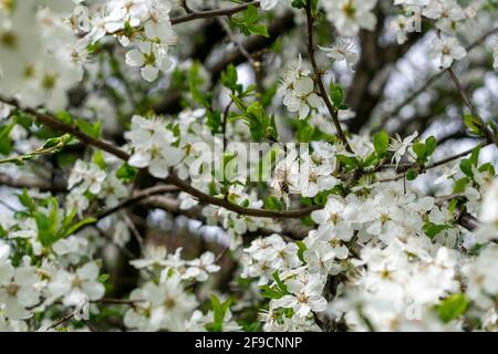 Carniolan miel abeille collecte des goodies Banque D'Images